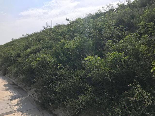 胡枝子的種植技術(shù)介紹，什么時候播種最佳？