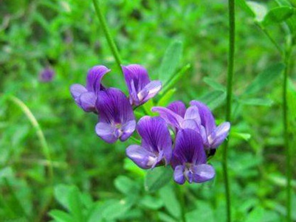 “牧草之王”紫花苜蓿怎么種植比較好，什么時候能種植比較合適？