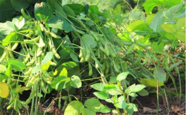 種植黑豆時，掌握技術(shù)方法產(chǎn)量能提升