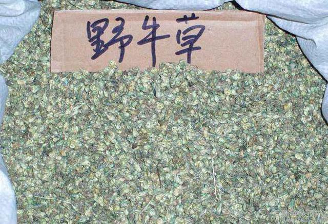 種植野牛草不僅僅要知道什么時候種植，還要知道種植后如何管理