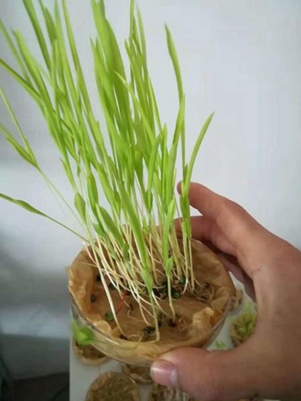 養(yǎng)殖用牧草種子播種量和播種技術(shù)是什么