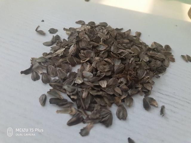 串葉松香草主要價值以及栽培技術(shù)介紹