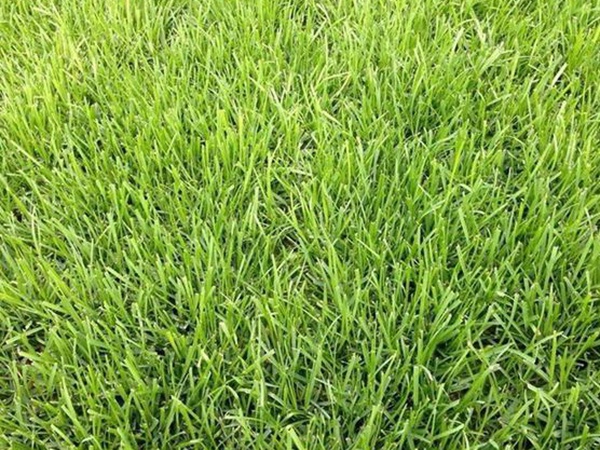 堿茅草種子多久能發(fā)芽，播種方法是什么？