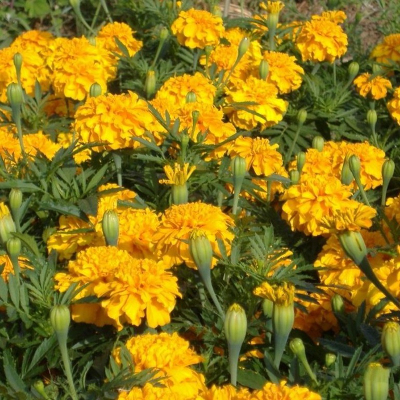 黃菊花