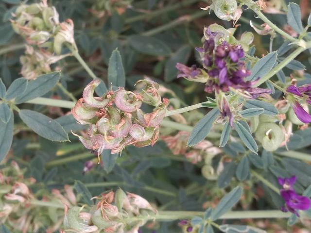 溫帶優(yōu)質牧草——紫花苜蓿