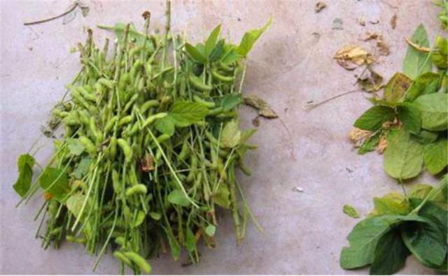 種植黑豆時，掌握技術(shù)方法產(chǎn)量能提升