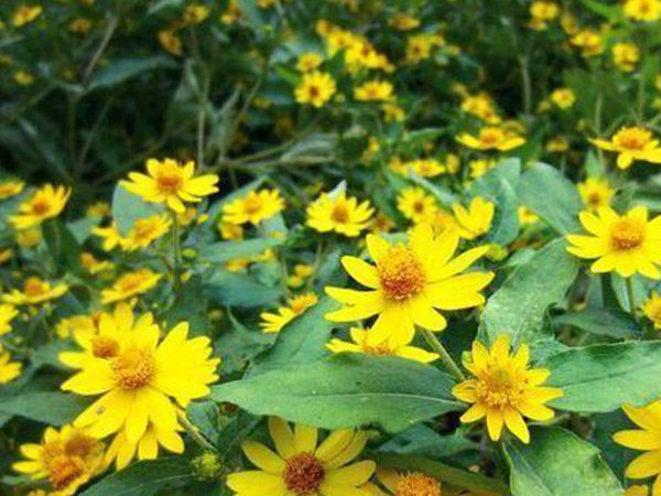 串葉松香草牧草——養(yǎng)畜禽種牧草選對品種很重要