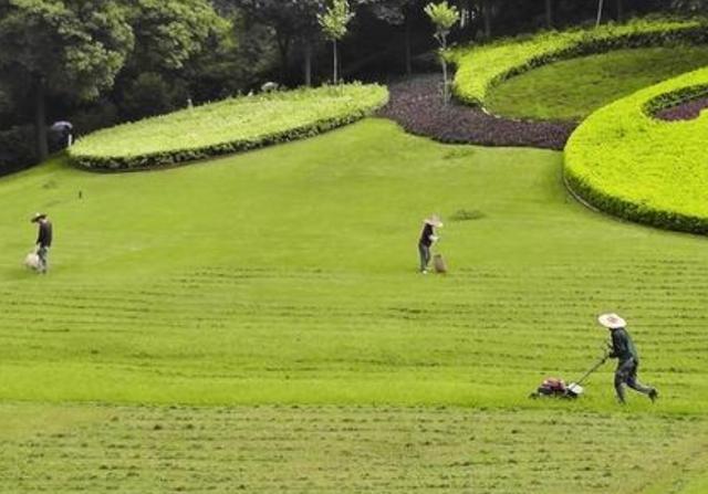 野牛草種植技術(shù)以及養(yǎng)護(hù)管理方法有哪些