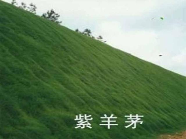 種植紫羊茅嗎？什么季節(jié)種植生長速度快？