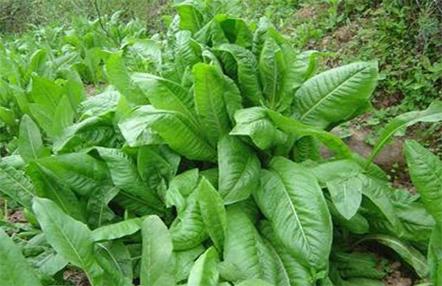 牧草菊苣是多年生嗎？種植方法是什么？