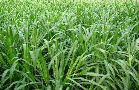 優(yōu)質(zhì)的牧草——蘇丹草，怎么種植可以高產(chǎn)