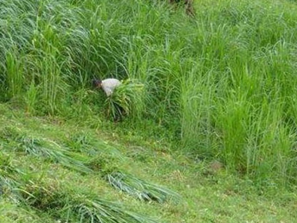 養(yǎng)殖用牧草種子播種量和播種技術(shù)是什么