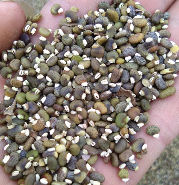 毛豆常見，山毛豆種植技術(shù)有哪些？
