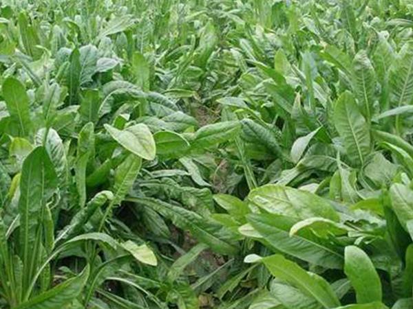 雜交育成的牧草種子，魯梅克斯種子的播種技術(shù)與方法