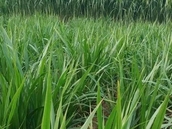 皇竹草種植經(jīng)濟(jì)效益是什么？有什么作用？