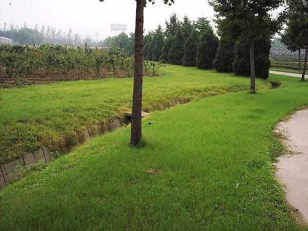 野牛草種植技術(shù)以及養(yǎng)護(hù)管理方法有哪些