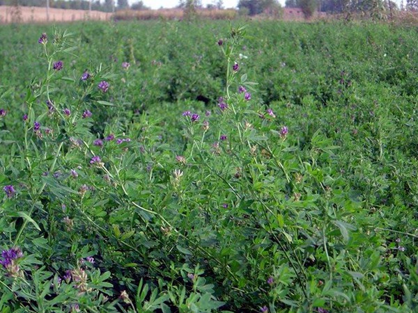 紫花苜蓿產(chǎn)地和栽培以及植物介紹