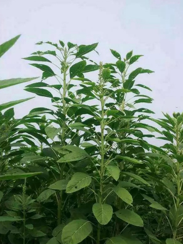 籽粒莧是一種什么植物，又什么作用