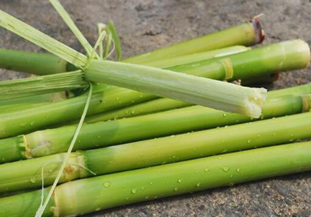甜高粱播種對生長環(huán)境有什么要求，種植應(yīng)該注意什么