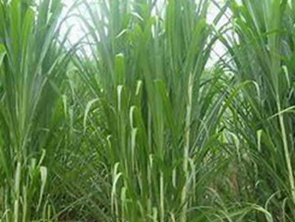 牧草要怎么種植比較好，有什么好的方法？