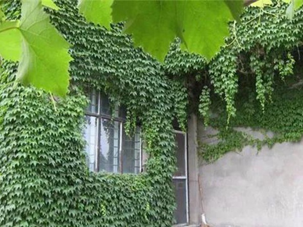 「爬山虎」的種植方法，有什么種植要求？