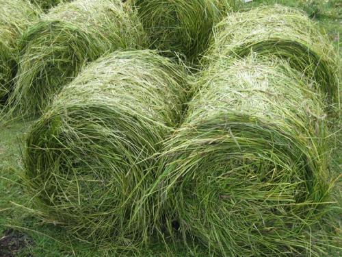優(yōu)質(zhì)高產(chǎn)牧草，冬牧70黑麥草種植時間