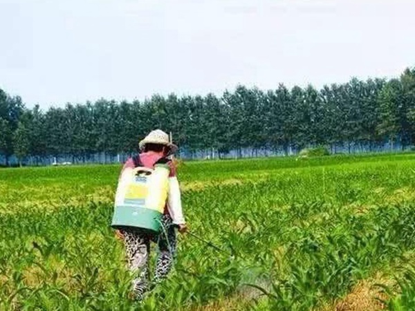 墨西哥玉米草出苗成活率是什么原因，怎么樣提高成活率？