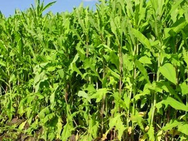 籽粒莧的飼用價值和種植方法管理技術(shù)