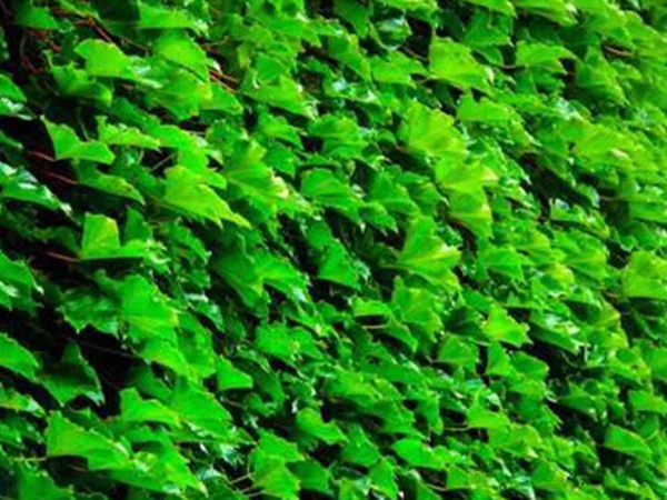 爬山虎種植方法與播種前應(yīng)該如何準(zhǔn)備
