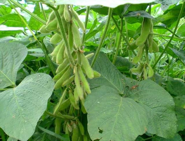 黑豆種植方法有哪些？什么時候播種比較合適？