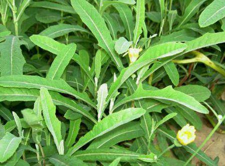 苦荬菜怎樣種植效果好？怎么種植可以高產(chǎn)量