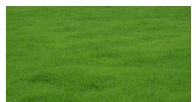 野牛草種植這幾個(gè)步驟一定要掌握好，種植就比較簡單
