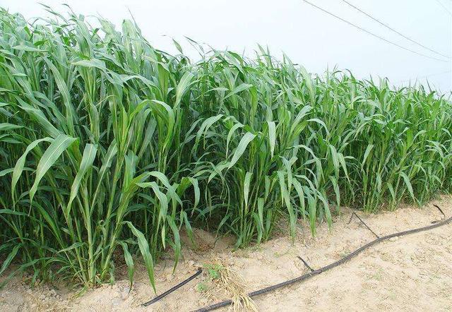 高丹草是優(yōu)質(zhì)的牧草，哪里有多年生的高丹草種子