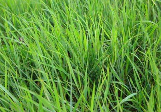 耐活堿草農(nóng)作物，要知道它的生物特性，種植起來很簡單
