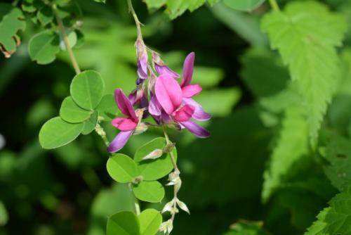胡枝子的種植技術(shù)介紹，什么時候播種最佳？