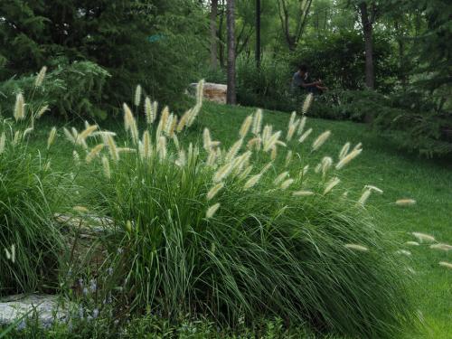 狼尾草種植技術(shù)是什么，有什么需要注意的
