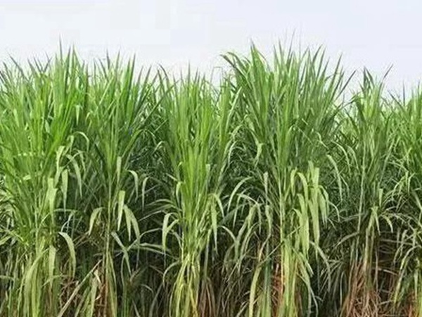 皇竹草種植經(jīng)濟(jì)效益是什么？有什么作用？
