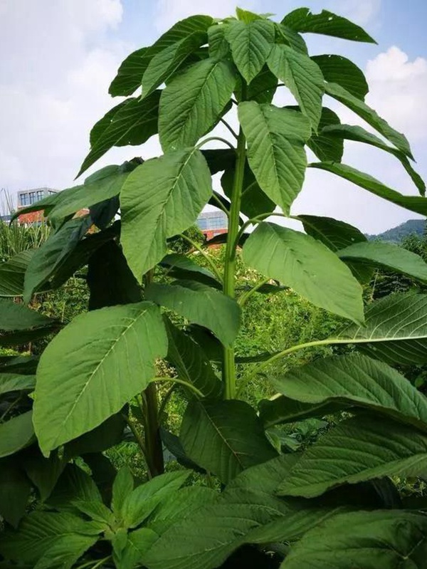 養(yǎng)豬用什么牧草種植比較好？