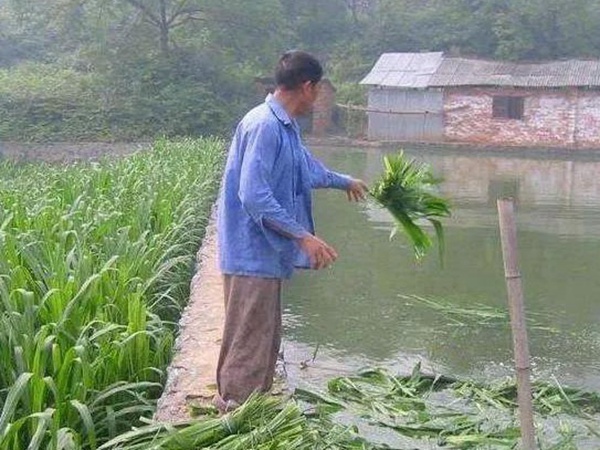 養(yǎng)魚種什么草種好？皇竹草喂草魚效果好，有什么方法