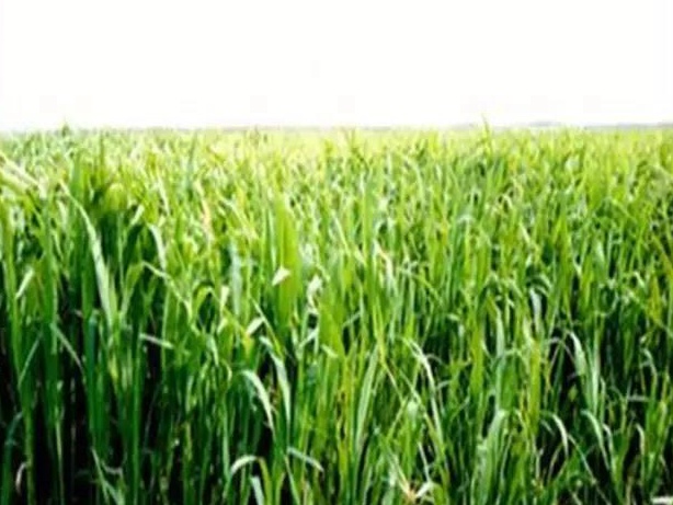 牧草種子——湖南稷子特性以及栽培技術(shù)
