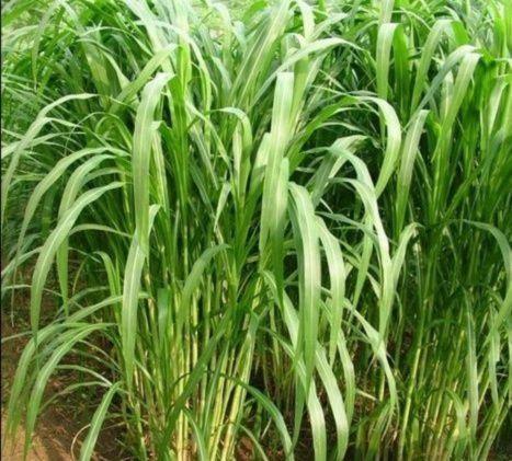 有一種草叫墨西哥玉米草，最適合農(nóng)村養(yǎng)殖戶種植