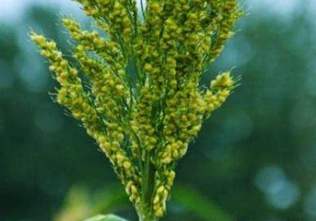 甜高梁種植技巧是什么，如何產(chǎn)量高