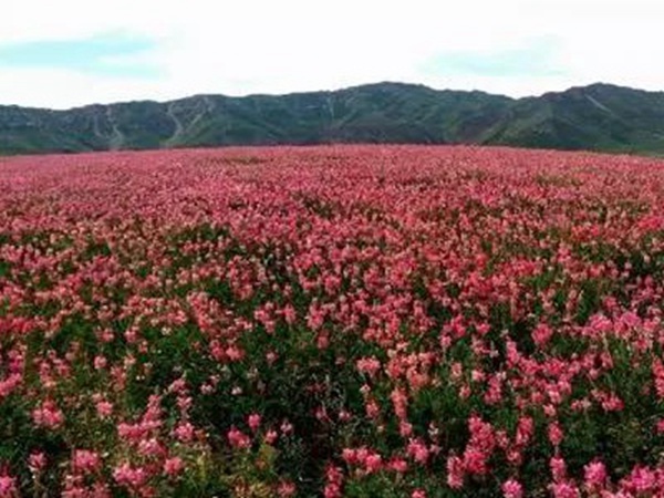牧草皇后“紅豆草”主要價值與應用