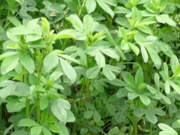進(jìn)口紫花苜蓿種子播種時(shí)間與管理方法
