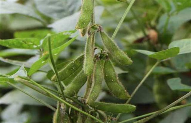 黑豆如何種植？種植方法是什么？有什么需要注意的？