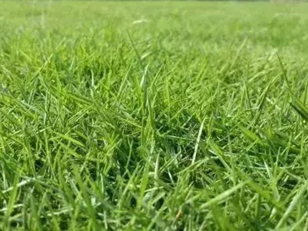 不同氣候地區(qū)怎么選擇綠化草種？有什么好的方法？