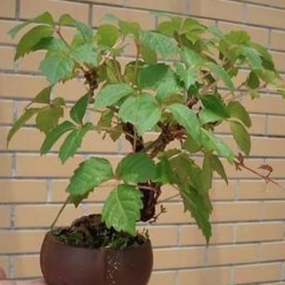 爬山虎也能做盆景？生長能力比較好，抗旱能力不錯