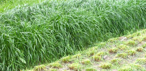優(yōu)質(zhì)牧草——高丹草，種植高丹草種子如何高產(chǎn)？