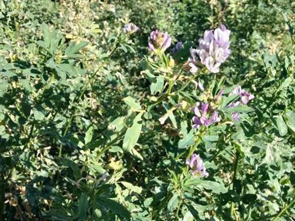 養(yǎng)羊牧草紫花苜蓿種植技術(shù)：怎么做可以高產(chǎn)量