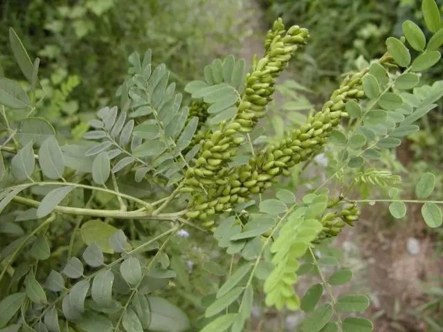 紫穗槐種子的種植方法與管理技術(shù)